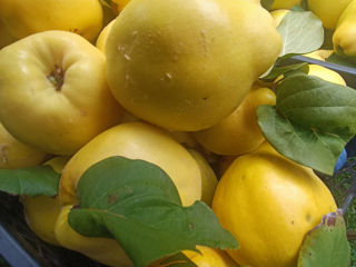  Copăcei ! / Саженцы ! Cais ( abricos ) soiul   Bebeco -  ( soi grecesc ) ... foto 14