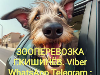 Зоо перевозки г.Кишинёв + RM. Viber WhatsApp Telegram Online. foto 2