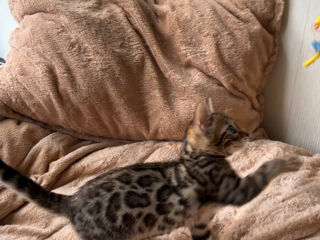 Bengal foto 6