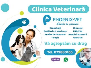 Ветеринарная клиника "Феникс-Вет" - ветеринарные услуги. foto 2