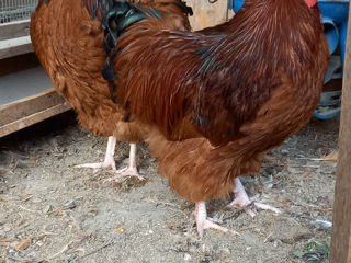 орпинктон   , куры ,цыплята, яйца. foto 9