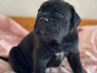 Cane Corso cu pedigree foto 3