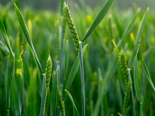 Cumpar cereale la nord recolta 2024 și 2023