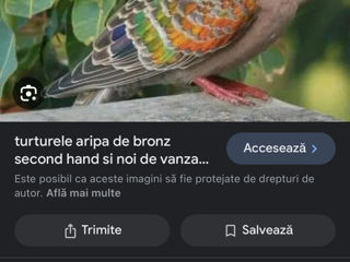 Vând turturică cu aripă de bronz foto 5