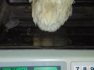 Oua  prepelita fenix-auriu 600gr.gigantul-alb-600gr.Balti. Chisinau. foto 1