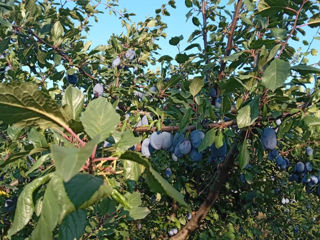 Vindem prune stenley pentru uscat foto 1