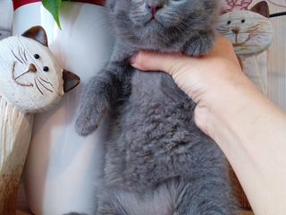 Scottish fold кошечка 2,5 месяцев foto 7