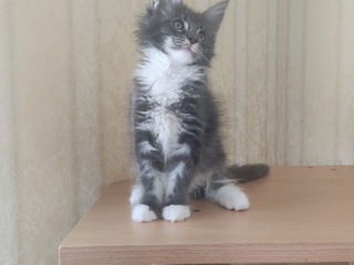 Main coon foto 7