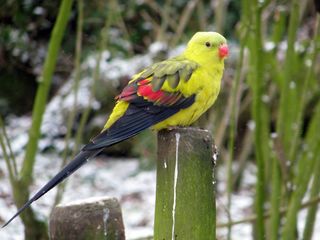 Роскошный горный попугай, птенцы - papagal regent (de munte), pui foto 2