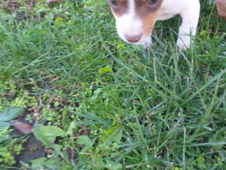 Jack Russell Terrier foto 3