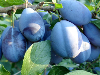 Pomi fructiferi - prun ( perj ) , păr ( prăsad ) ,  cais (abricos ) , persic ...