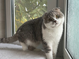 Чистокровный шотландский котёнок Scottish fold. Шоу класса!!! foto 2