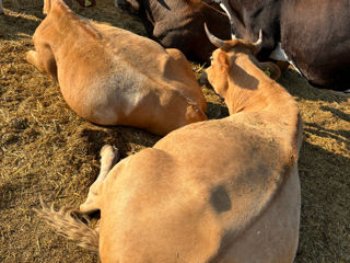 Cumpăr animale toată Moldova