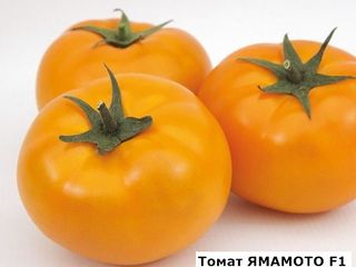 Семена томатов yamomoto f1/ livram / consultatii agronomice foto 4