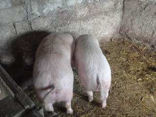 Vind porci crescuți în condiții de casă natural foto 2