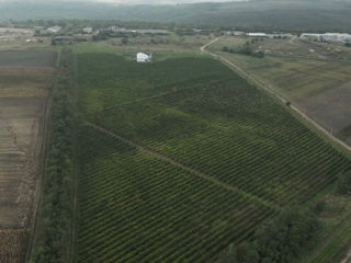 Vind teren agricol cu o suprafața generoasa de 7 hectare viță de vie .           Negociabil foto 2