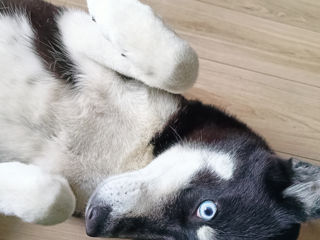 Vind Husky foto 3