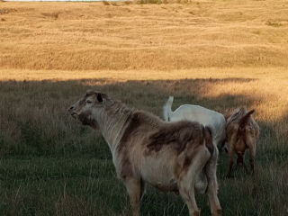 Vînd 3 țapi de sămânță foto 5