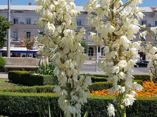 Floare Yucca foto 8