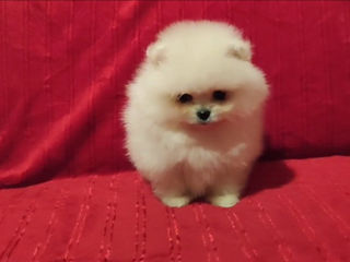 Подарок любимым! mini spitz pomeranian toy foto 5