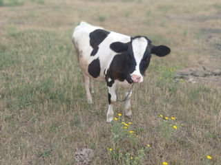 Se vinde vitica din vaca buna foto 4