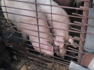 Продам свиней на мясо