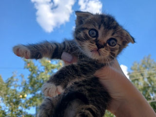 Urgent scottish fold de rasă pură își caută stăpân foto 4