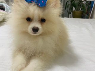 Pomeranian/spitz foto 9