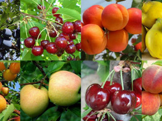 Pomi fructiferi -  persic , prun , vișin ,cais , prasad ...