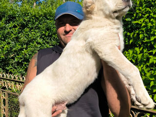 Продам щенков среднеазиатской овчарки (алабай) возраст 2,5 месяца. Проголосованы и привиты вовремя. foto 4