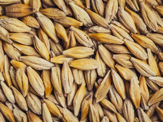 Пшеница ячмень orz