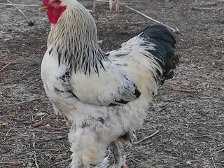 De vanzare cocos Brama HD (Brahma) rasa curata, gaini si oua pentru incubare , livrare foto 0