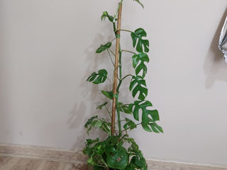 Mini-Monstera foto 3