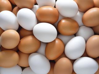 Инкубация яиц. foto 1