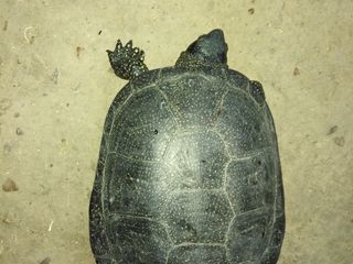 Продам редкую черепаху foto 2