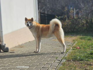 Femela Akita Inu