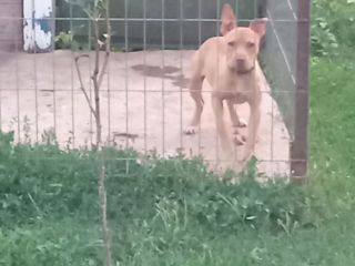 Catea pitbuli 6 luni foto 4