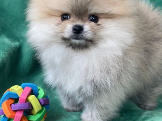 Pomeranian spitz foto 3