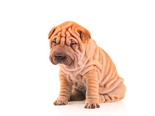 Cumpar Sharpei ,pina la 100 $