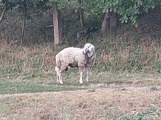 Spre vânzare treizeci de oițe și un berbec