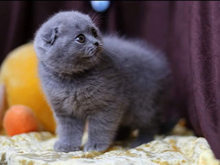 Motanel scottish fold-Вислоухий котик. foto 6