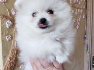 Spitz Pomeranian