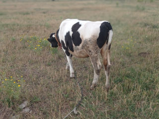 Se vinde vitica din vaca buna foto 2