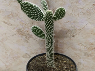 Cactus.Livrare. / Кактус. Доставка. foto 4