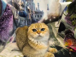 Scottish fold golden foto 7