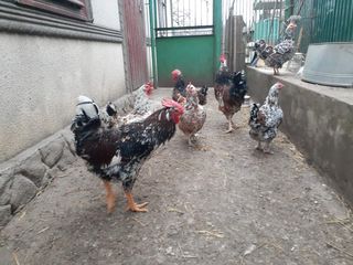 куры, Цыплята, инубационные яйца кур ливенские ситцевые фото 2