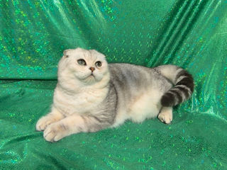 Scottish fold foto 7