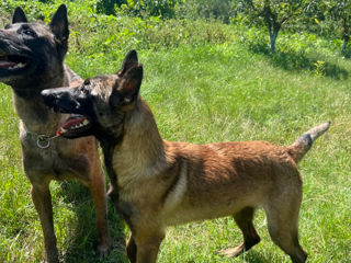 Malinois foto 3