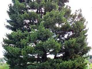 Кедр сибирский (Pinus sibirica) foto 2