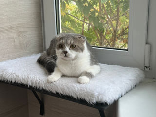 Чистокровный шотландский котёнок Scottish fold. Шоу класса!!! foto 4